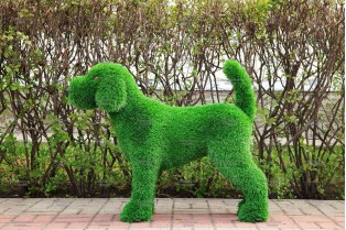 Топиари собака Бигль - газон Eco Green