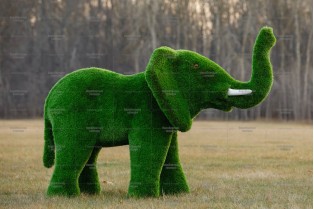 Топиари слон африканский - газон Premium