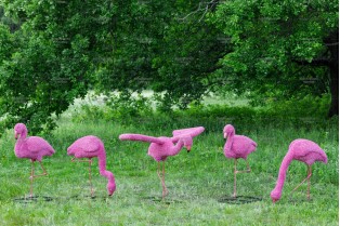 Топиари композиция фламинго розовый, семья Вернис, 5 шт - газон Eco