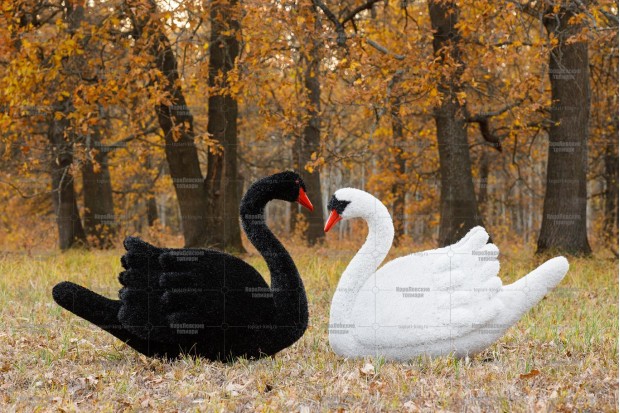 Топиари композиция лебеди Мони и Блэк - газон Eco | Заказать и купить с доставкой