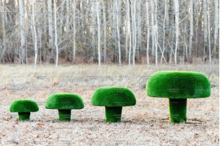 Топиари композиция грибы сыроежки - газон  Deluxe