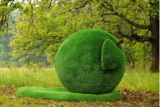 Топиари яблоко Синап - газон Eco Green