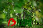 Топиари композиция Зеленый парк - газон Есо