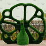 Топиари павлин королевский - газон Deluxe