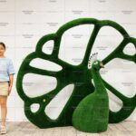 Топиари павлин королевский - газон Eco