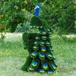 Топиари композиция павлин на вазоне - газон Deluxe