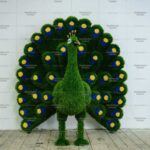 Топиари павлин Олео - газон Eco