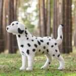 Топиари собака далматинец, большая - газон Eco