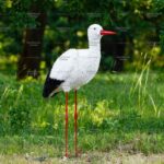 Топиари аист, задумался - газон Eco