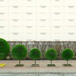 Топиари композиция шары Лики - газон Deluxe