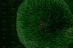 Топиари слоник малыш - газон Deluxe Green