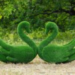 Топиари композиция лебеди Кристи - газон Eco