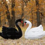 Топиари композиция лебеди Мони и Блэк - газон Eco