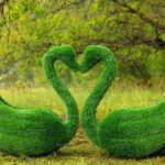 Топиари композиция лебеди Чепелия - газон Eco Green