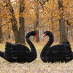 Топиари композиция лебеди черные - газон Eco