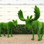 Топиари композиция лоси, Герда и Гарольд - газон Deluxe Simple