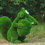 Топиари белка с орехом - газон Premium