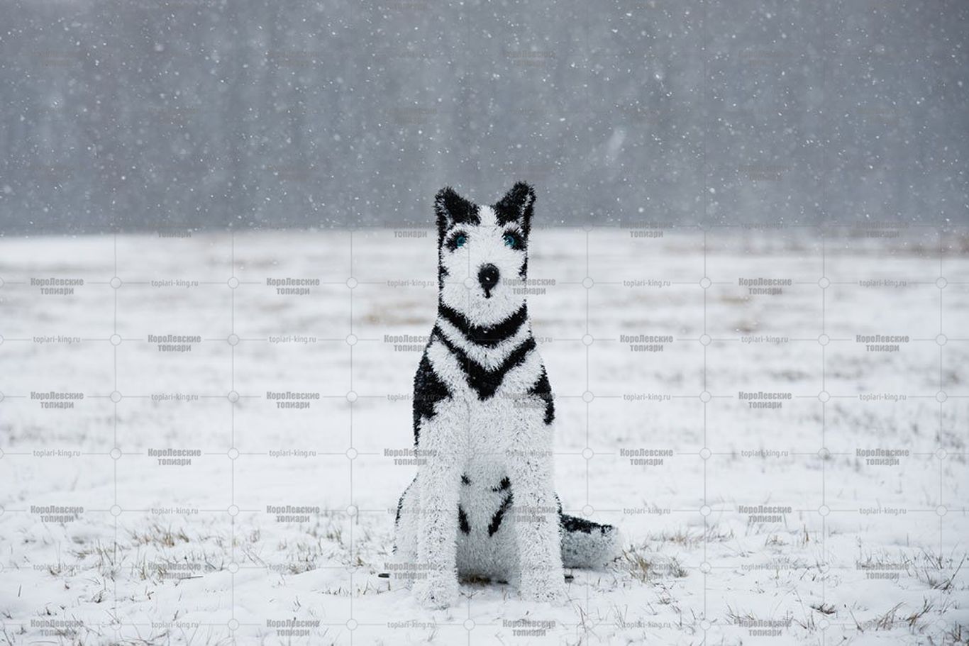 Топиари собака хаски, Пушнин - газон Eco Топиари собака хаски, Пушнин - газон Eco