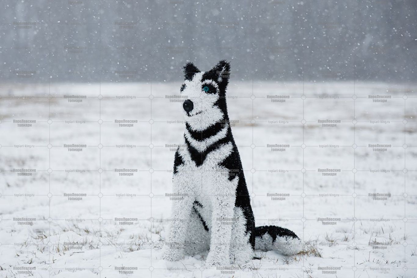 Топиари собака хаски, Пушнин - газон Eco Топиари собака хаски, Пушнин - газон Eco