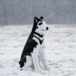 Топиари собака хаски, Пушнин - газон Eco