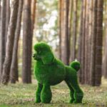 Топиари собака пудель - газон Premium