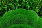 Топиари черепаха Леонардо - газон Eco