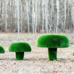 Топиари композиция грибы сыроежки, набор №2 - газон Deluxe