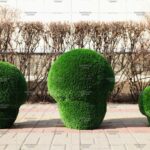 Топиари композиция грибы шампиньоны, 3 шт - газон Deluxe