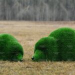 Топиари композиция ежики, отдыхают - газон Deluxe