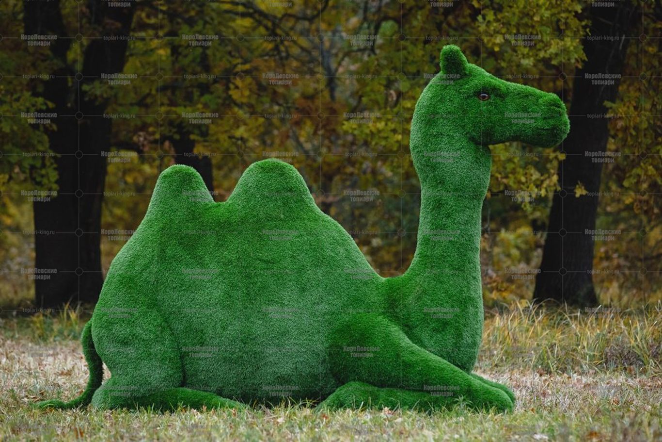 Топиари верблюд - газон Premium Топиари верблюд - газон Premium