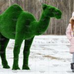 Топиари верблюд одногорбый - газон Deluxe