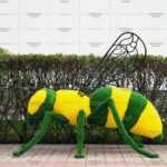 Топиари оса - газон Eco