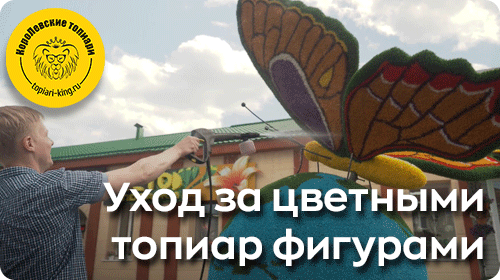 Уход за цветными топиар фигурами